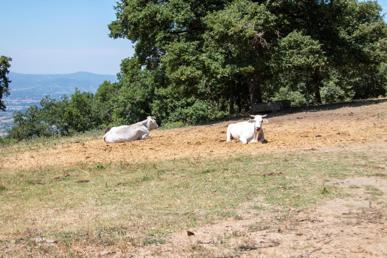 Agriturismo Con Piscina In Toscana, Tribbiano أريتسو المظهر الخارجي الصورة